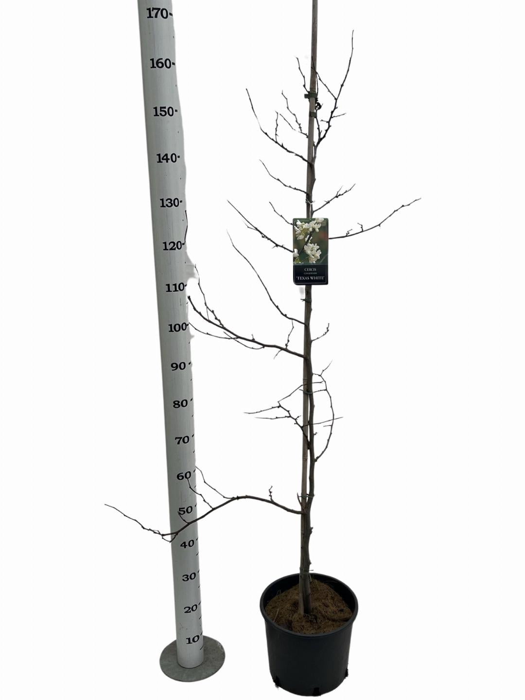 Cercis canadensis Texas White 175-200, C10