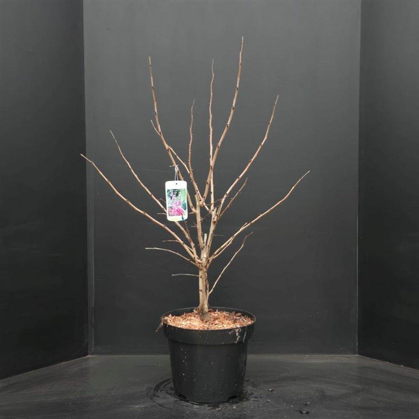 Cercis chinensis Avondale 60-80, C7.5