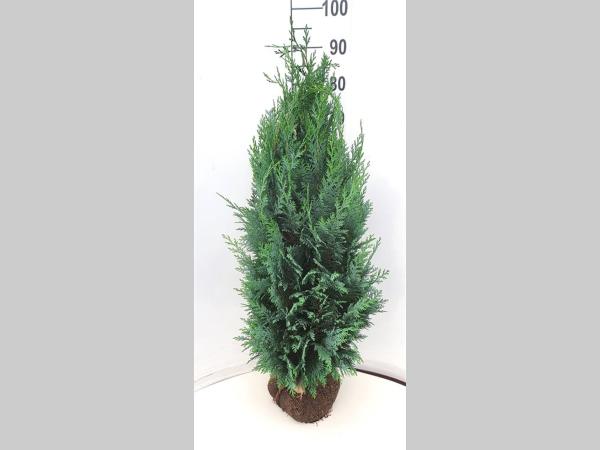 Chamaecyparis lawsoniana Columnaris 80-100, KL, JUTE