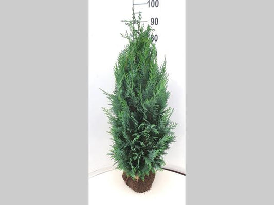 Chamaecyparis lawsoniana Columnaris 80-100, KL, JUTE