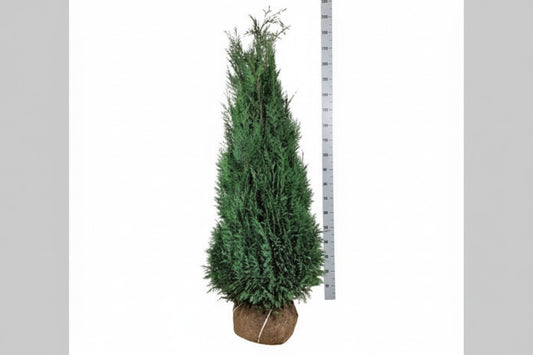 Chamaecyparis lawsoniana Columnaris 150-175, KL, JUTE