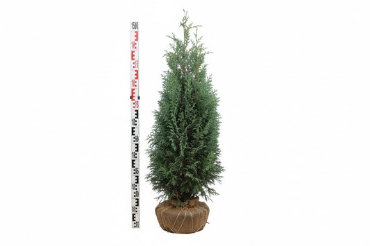 Chamaecyparis lawsoniana Columnaris 100-125, KL, JUTE