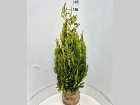 Chamaecyparis lawsoniana Ivonne 125-150, KL, JUTE