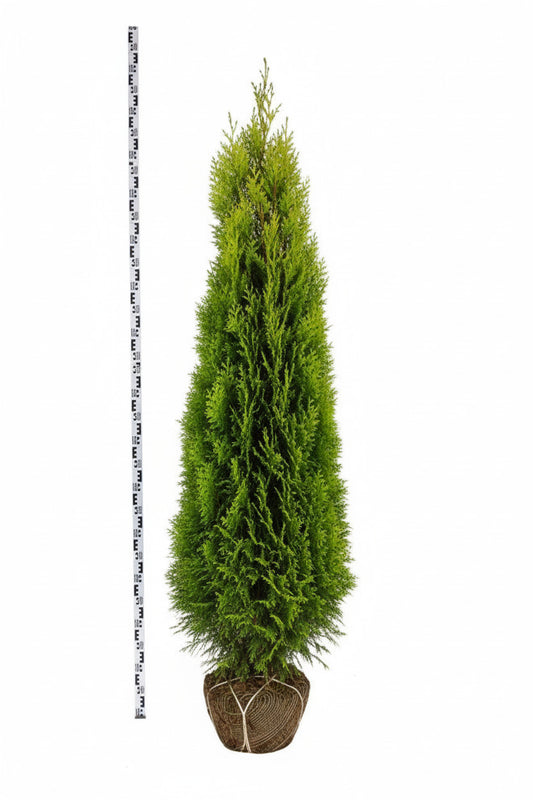 Chamaecyparis lawsoniana Ivonne 175-200, KL, JUTE