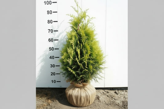 Chamaecyparis lawsoniana Ivonne 100-125, KL, JUTE