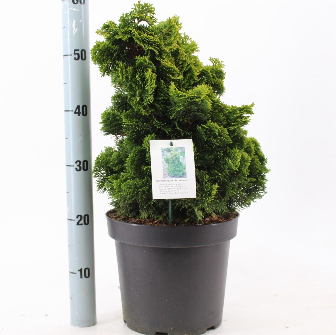 Chamaecyparis obtusa Aurora - 25-30, C7.5