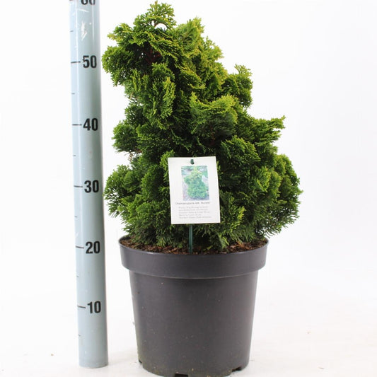 Chamaecyparis obtusa Aurora - 25-30, C7.5