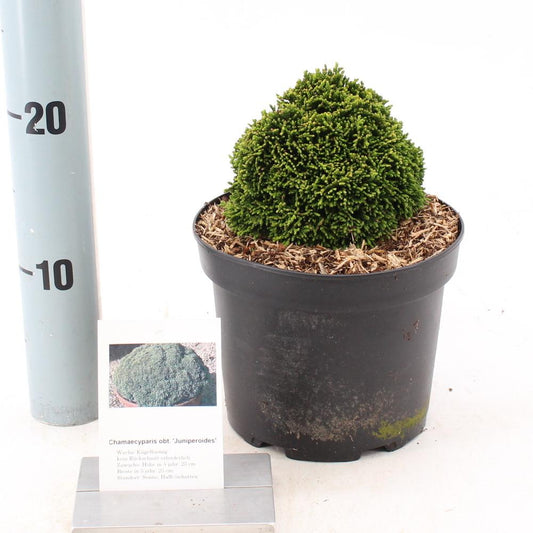 Chamaecyparis obtusa Juniperoides - 12-15, C2