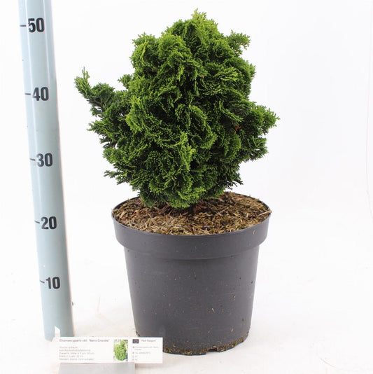 Chamaecyparis obtusa Nana Gracilis - 30-35, C7.5