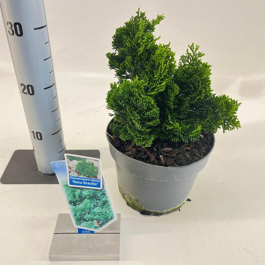Chamaecyparis obtusa Nana Gracilis - 20-25, C3