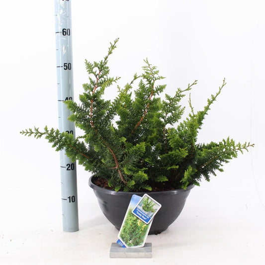 Chamaecyparis obtusa Teddy Bear - 30-40, SCHAAL 7L