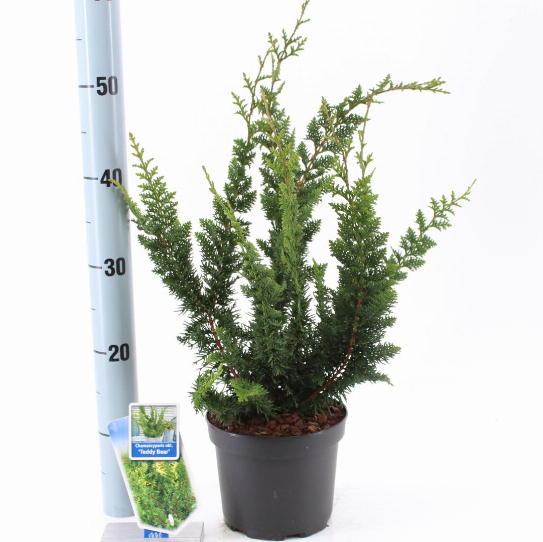 Chamaecyparis obtusa Teddy Bear - 20-30, C3