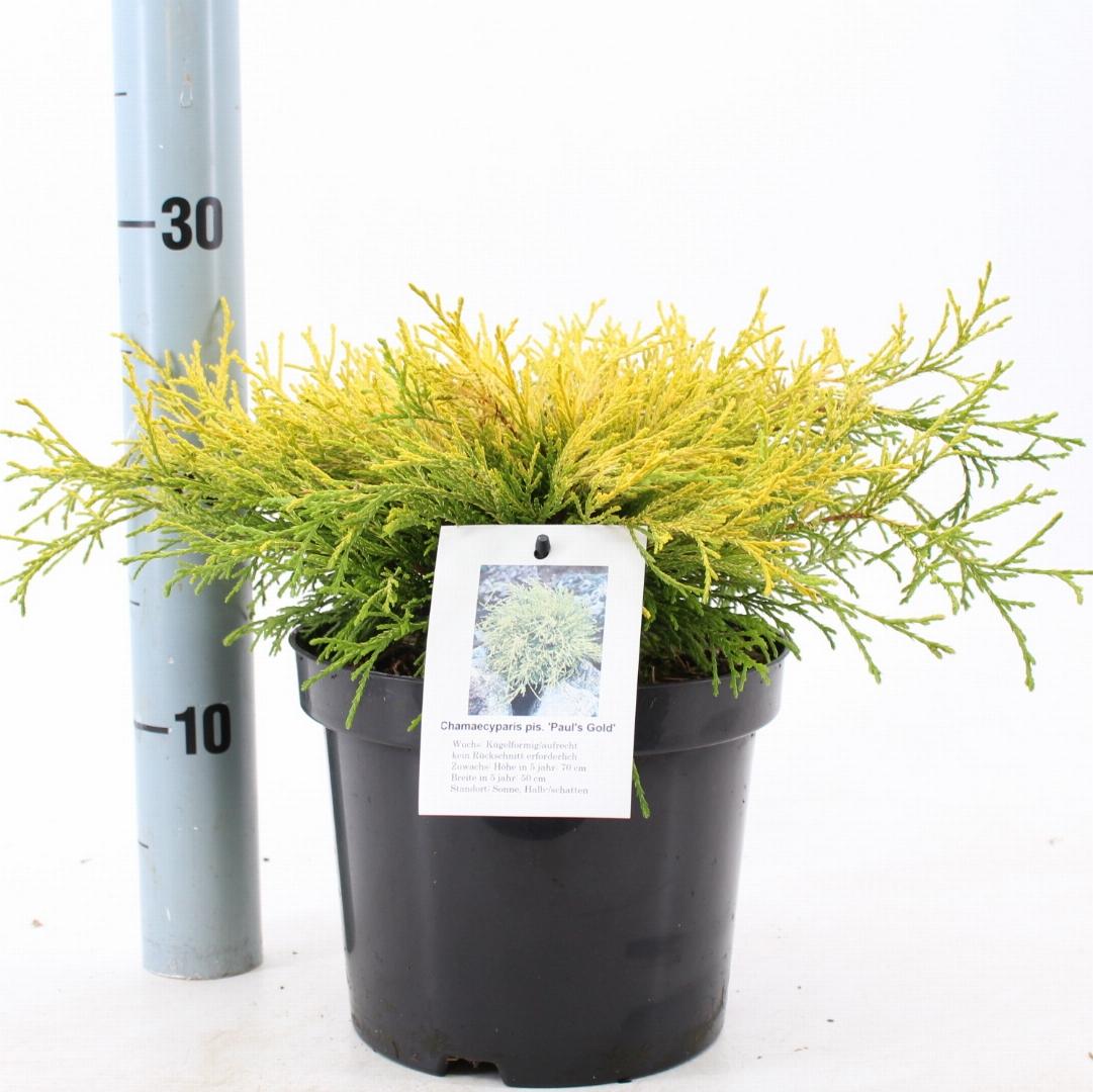 Chamaecyparis pisifera Pauls Gold - 20-25, C3
