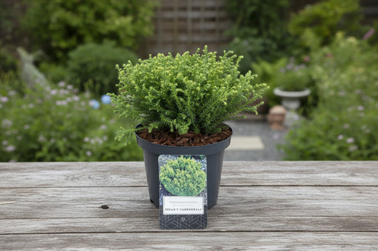 Chamaecyparis pisifera Spaans Cannonball - 20-25, C3