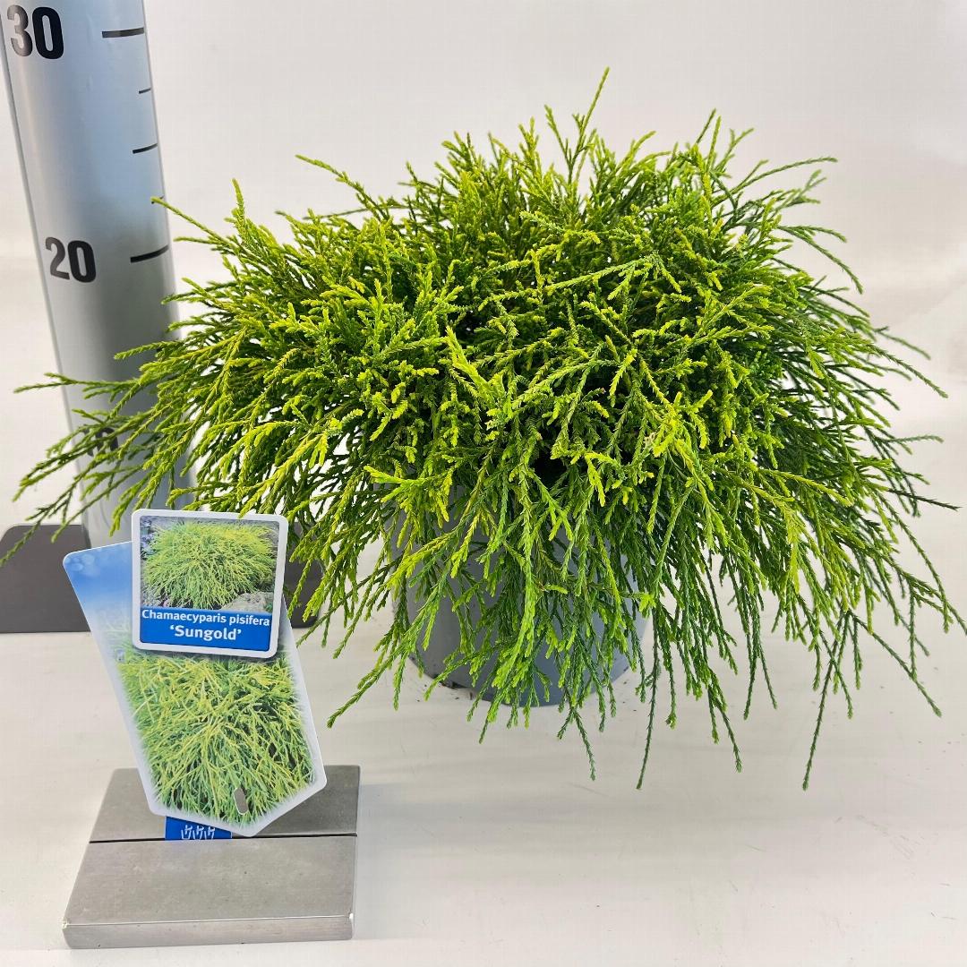 Chamaecyparis pisifera Sungold - 20-25, C3