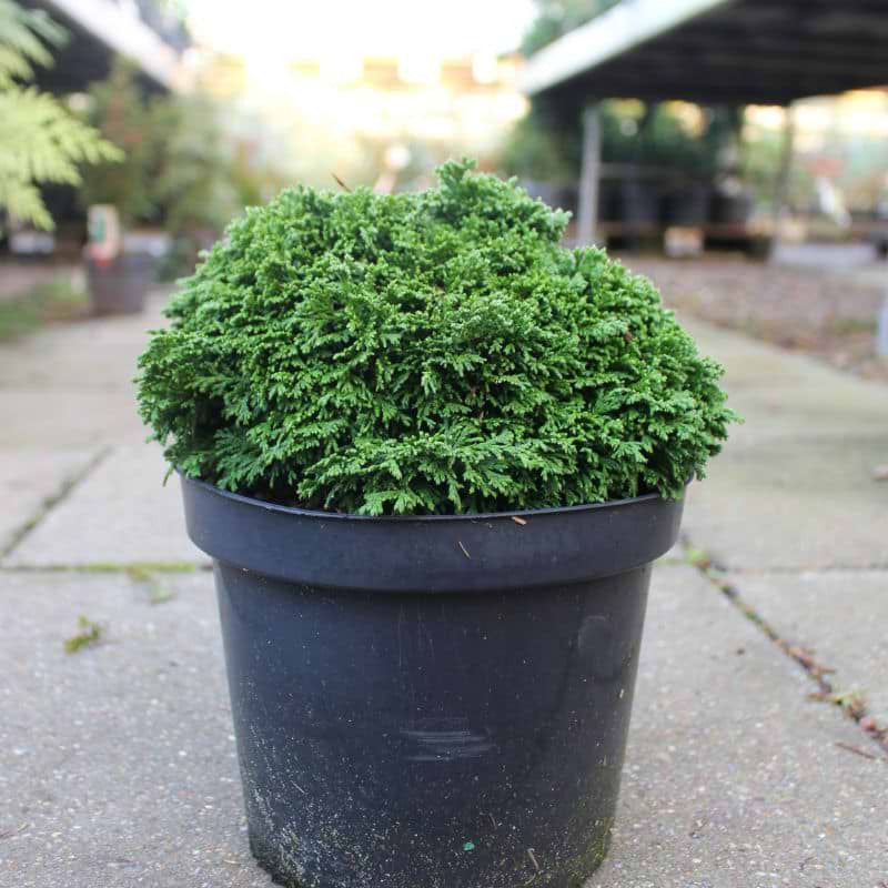 Chamaecyparis pisifera Tsukumo - 20-25, C3