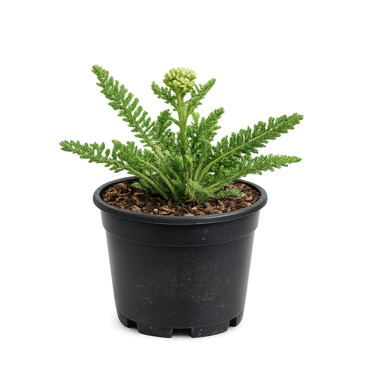 Acanthus mollis P9