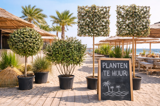 Huur: Olijfboompakket voor Strandtenten & Horeca