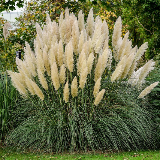 Cortaderia selloana 'White Feather' (wit pampasgras)