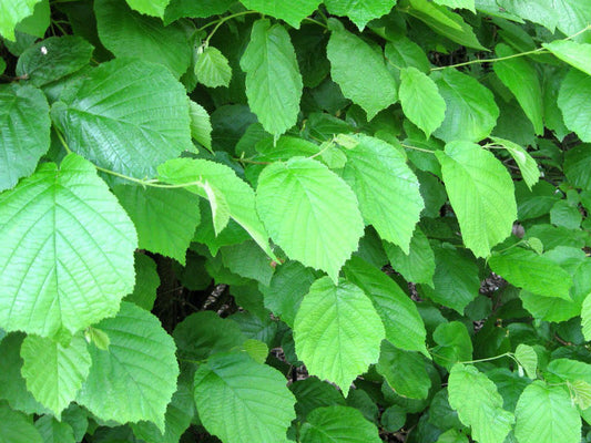 Corylus avelana