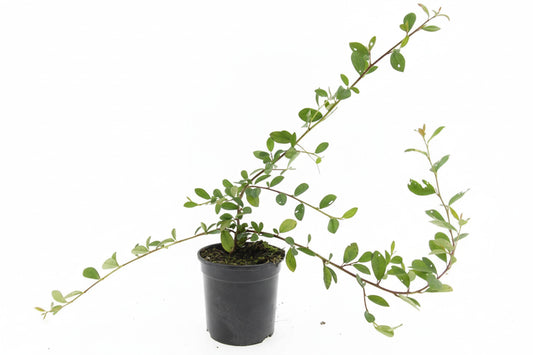 Cotoneaster Schoon C1,5