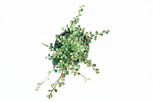 Cotoneaster Streib's Findling C1,5