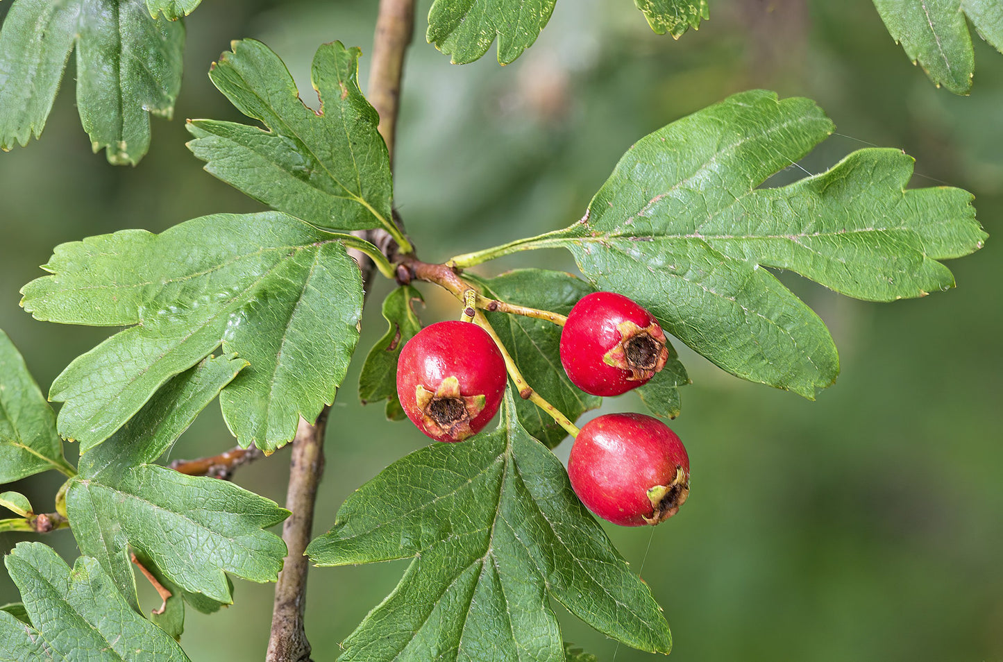 Crataegus monogyna - Meidoornhaag blote wortel