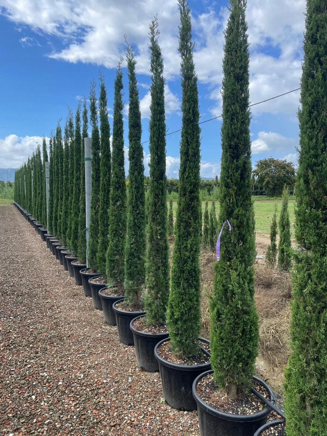 HUUR: Cupressus sempervirens 'Pyramidalis' - Italiaanse cipres