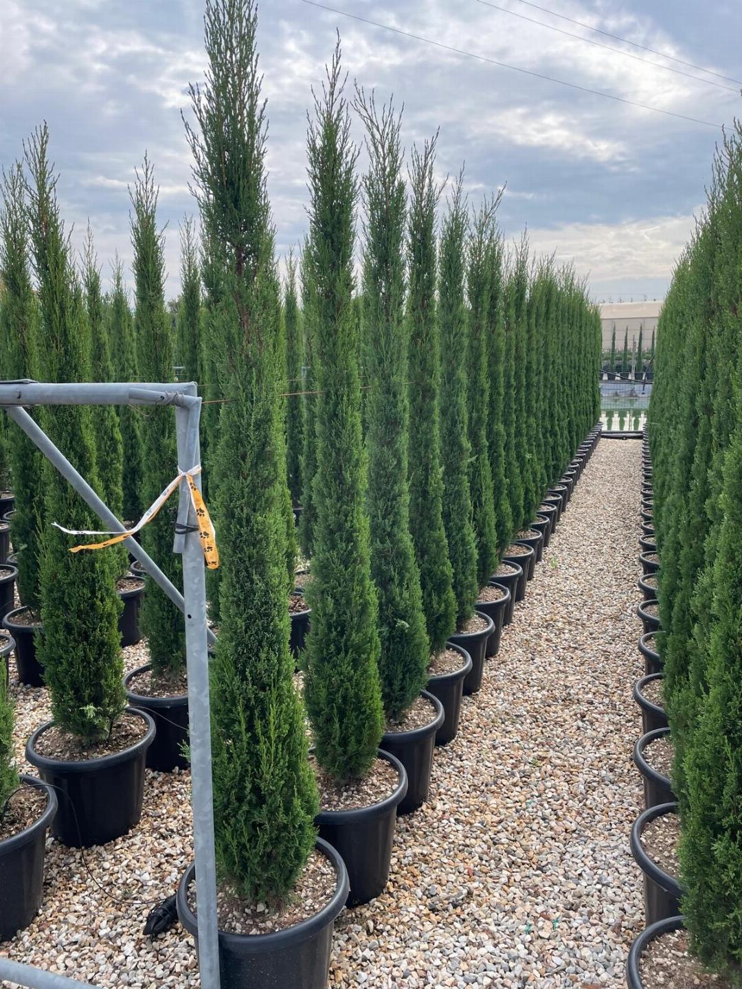 HUUR: Cupressus sempervirens 'Pyramidalis' - Italiaanse cipres