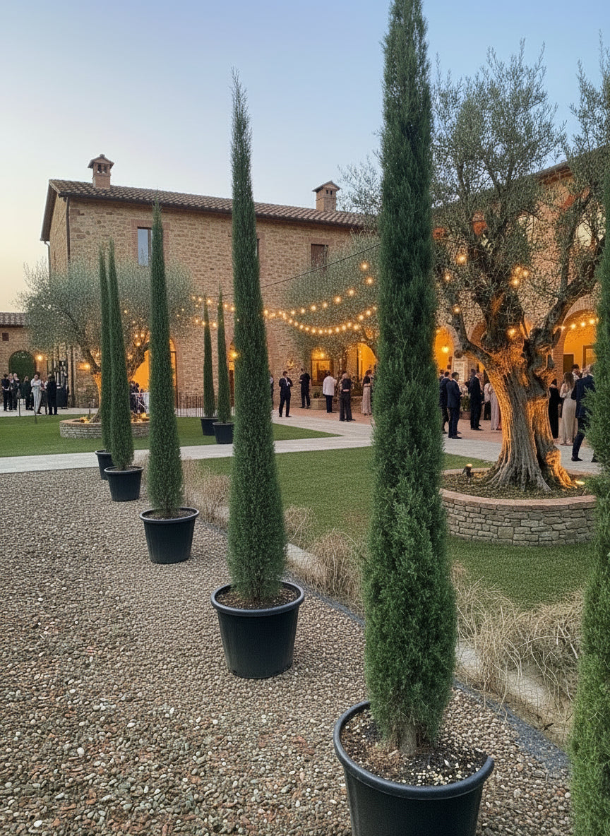 HUUR: Cupressus sempervirens 'Pyramidalis' - Italiaanse cipres