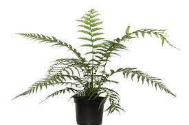 Dicksonia antarctica – 15-25 cm - P10