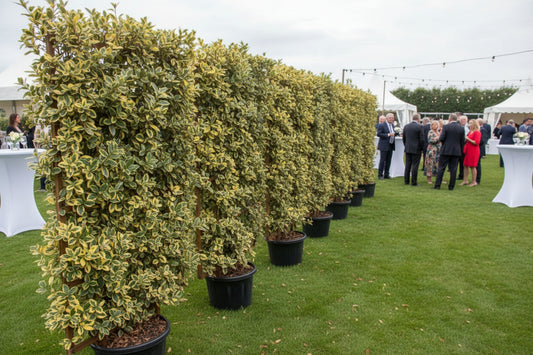 HUUR: Elaeagnus ebbingei 'Viveleg' - Bonte Olijwilghaag scherm 160x110cm