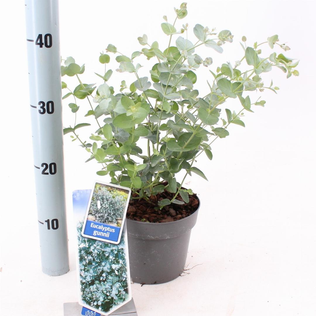 Eucalyptus gunnii 25-30, C2