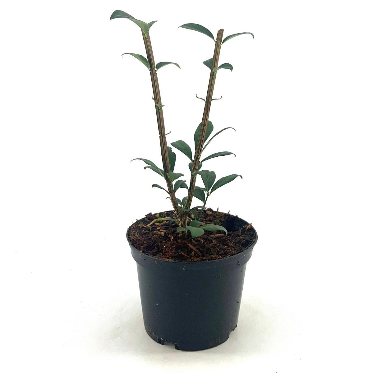 Euonymus alatus 25-30, C2