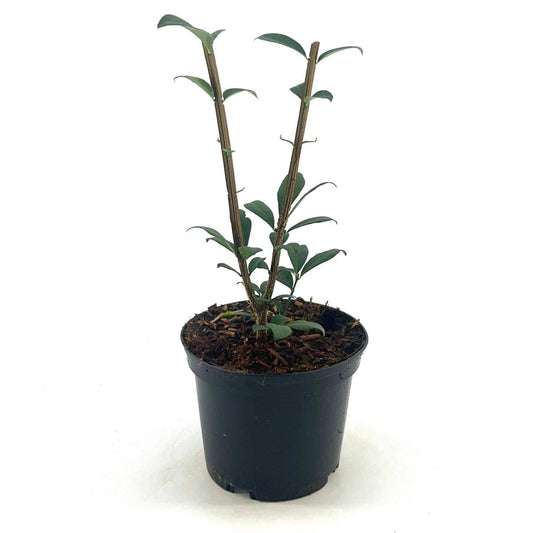 Euonymus alatus 25-30, C2