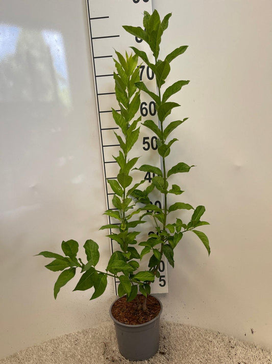 Euonymus europaeus C2 60-80cm