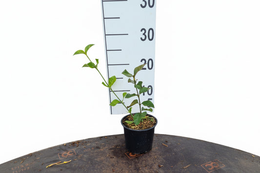 Euonymus for. Coloratus C1,5
