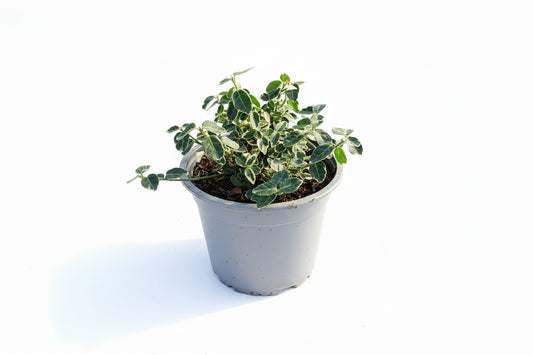 Euonymus for. Emerald Gaiety C1,5