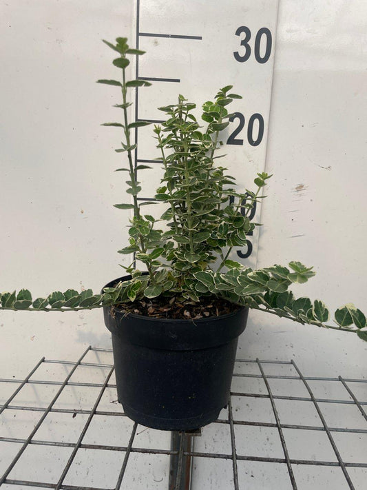 Euonymus fortunei Emerald Gaiety 20-25, C2