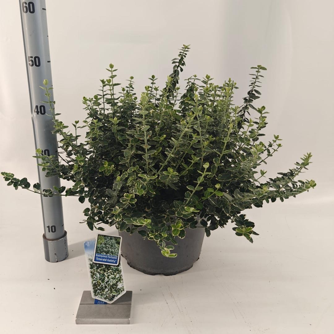 Euonymus fortunei Emerald Gaiety 40-45, C10