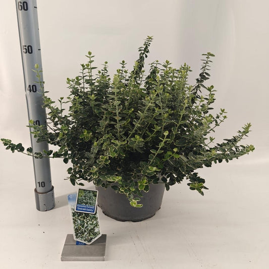 Euonymus fortunei Emerald Gaiety 40-45, C10