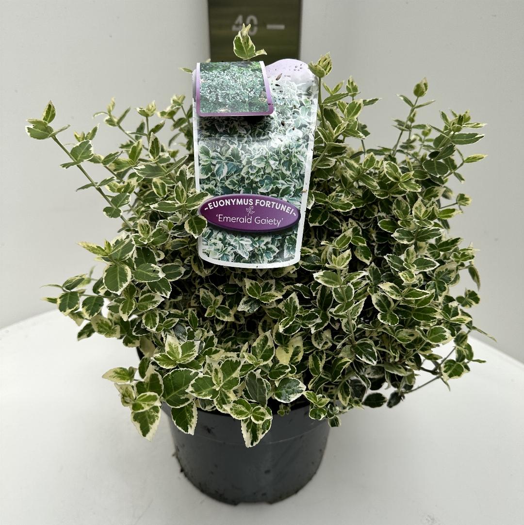 Euonymus fortunei Emerald Gaiety 40-50, C5