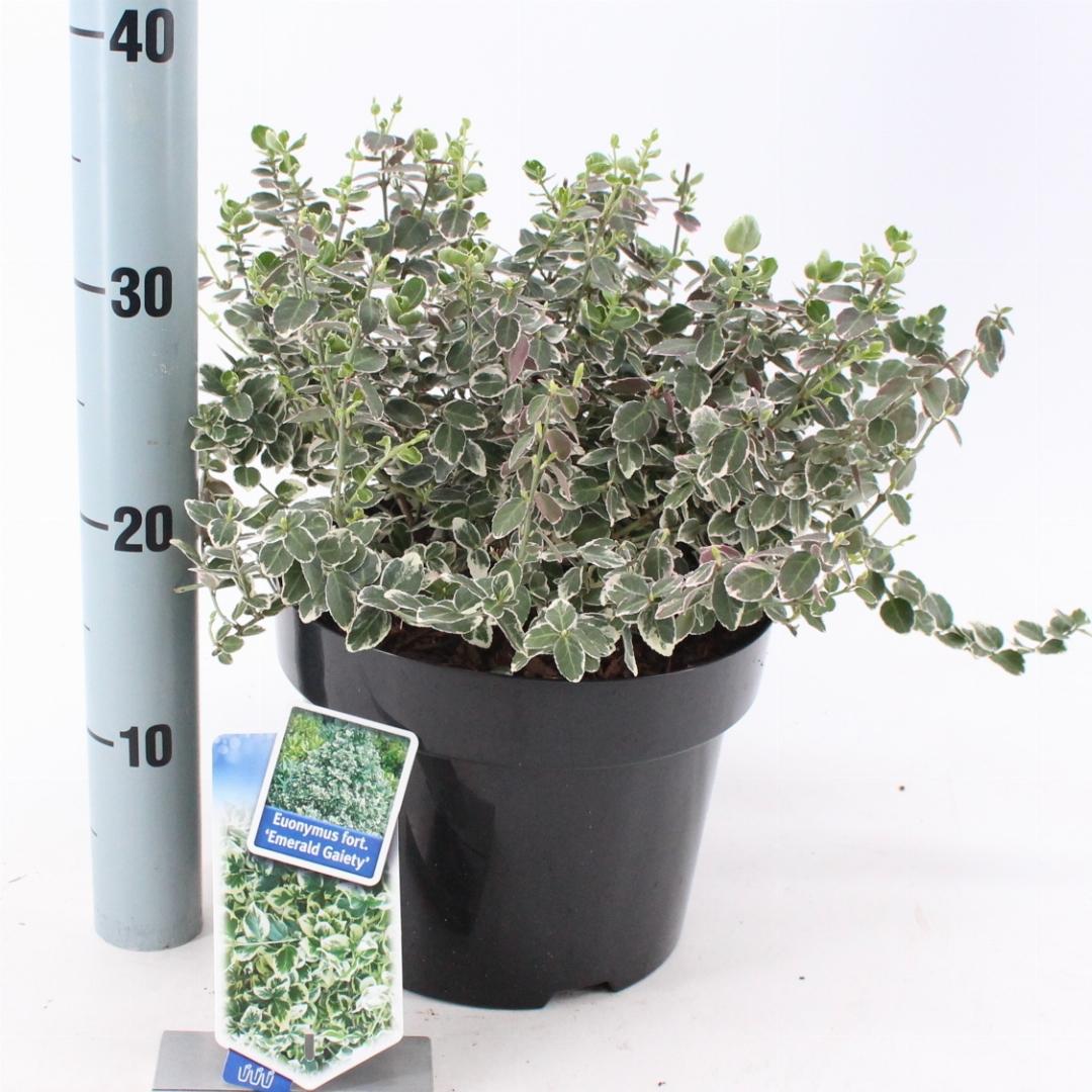 Euonymus fortunei Emerald Gaiety 40-50, C5