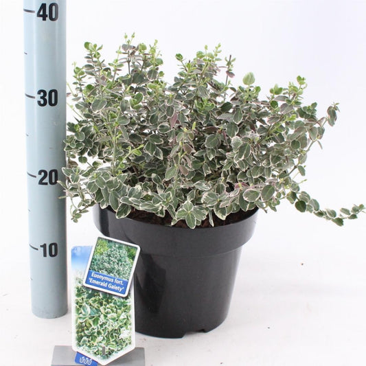 Euonymus fortunei Emerald Gaiety 40-50, C5