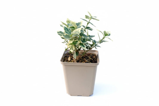 Euonymus for. Emerald Gaiety P9