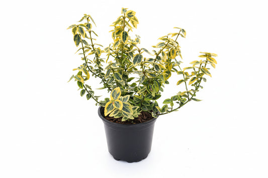 Euonymus for. Emerald'n Gold C1,5