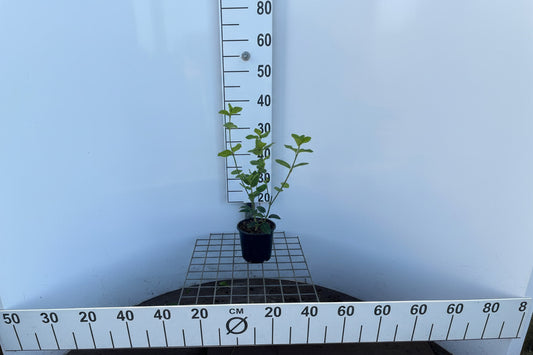 Euonymus for. Hort's Blaze C1,5