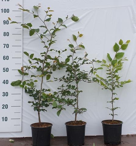 Fagus sylvatica 40-60, C2