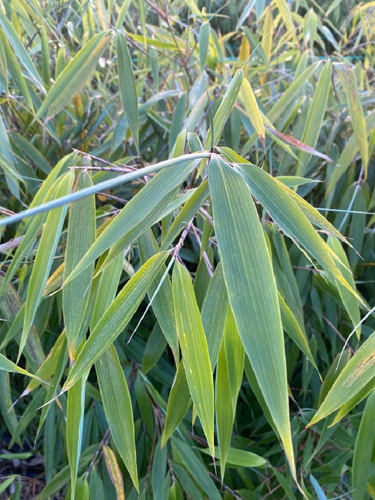 Fargesia robusta 'Wolong' - Niet woekerende bamboe 125-150cm