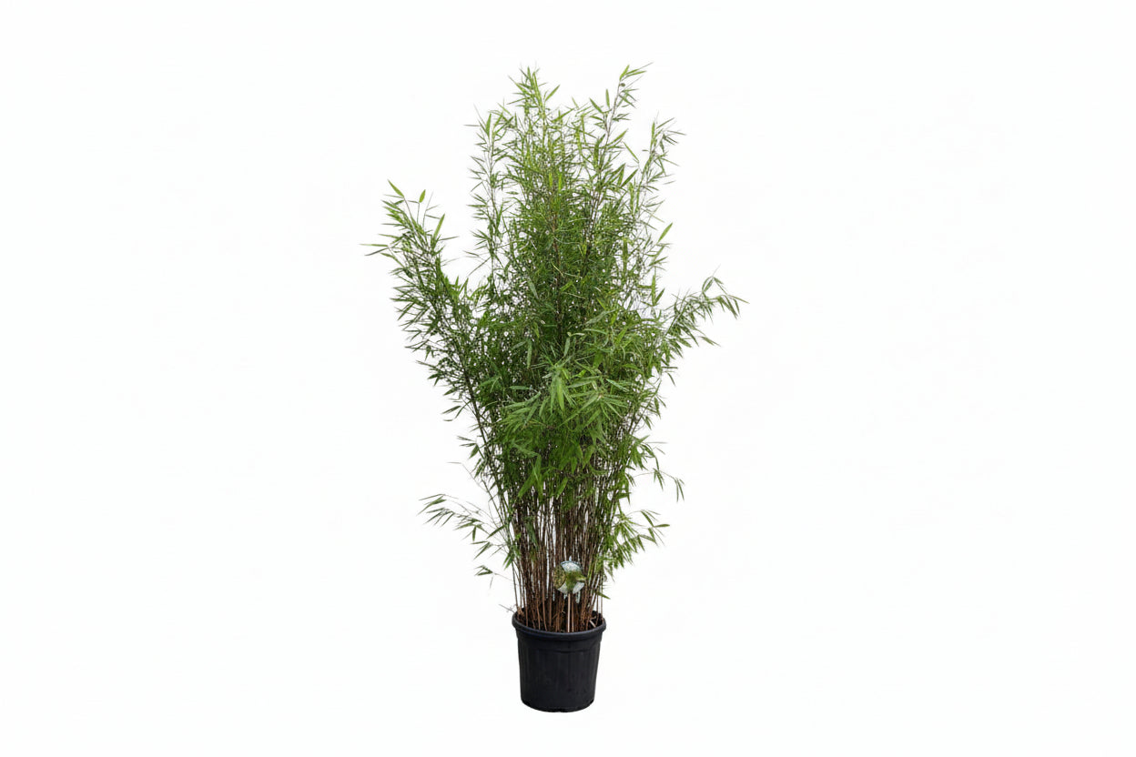 Fargesia nitida 'Black pearl' C10 100-125cm